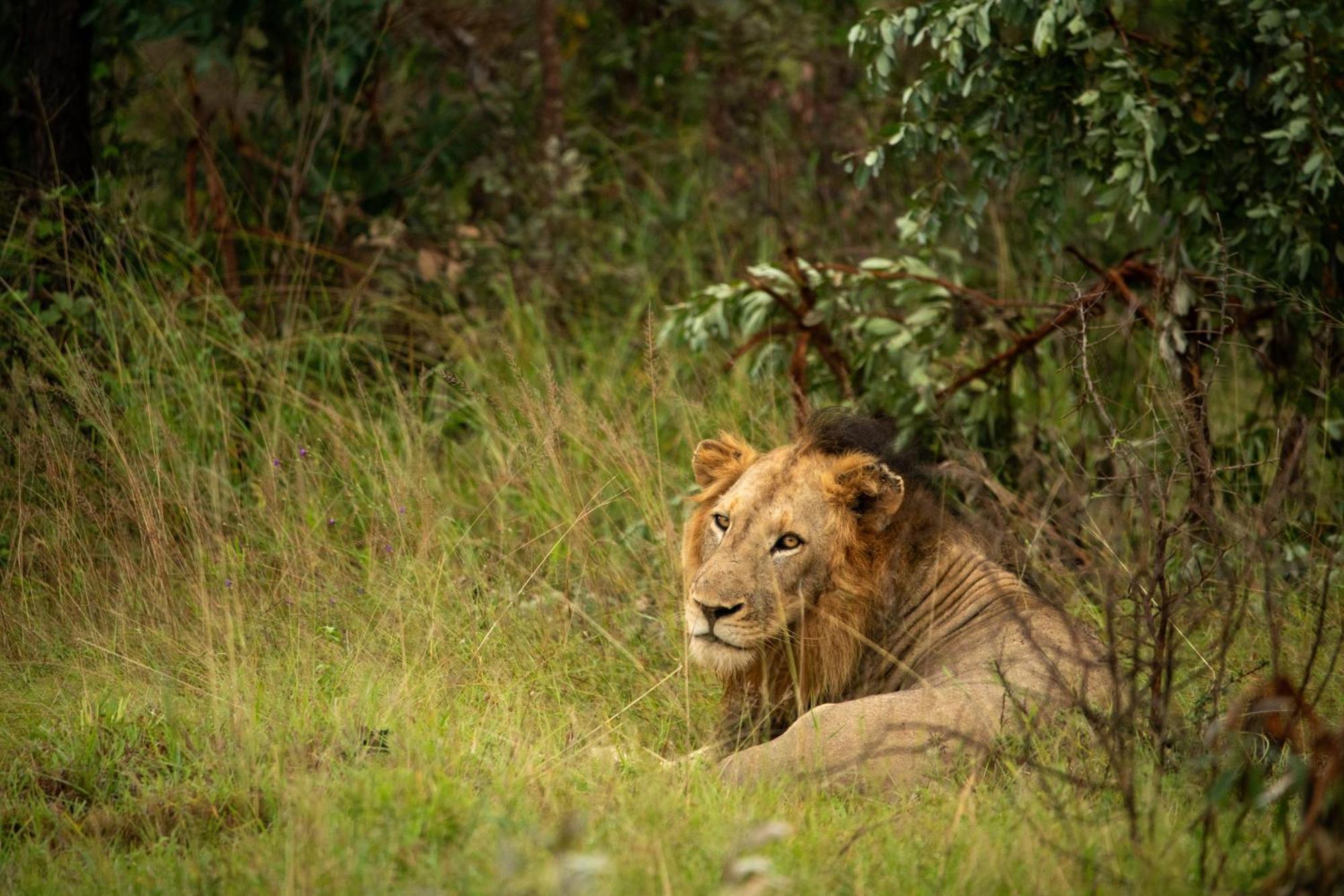 Aha Skukuza Safari Lodge מראה חיצוני תמונה